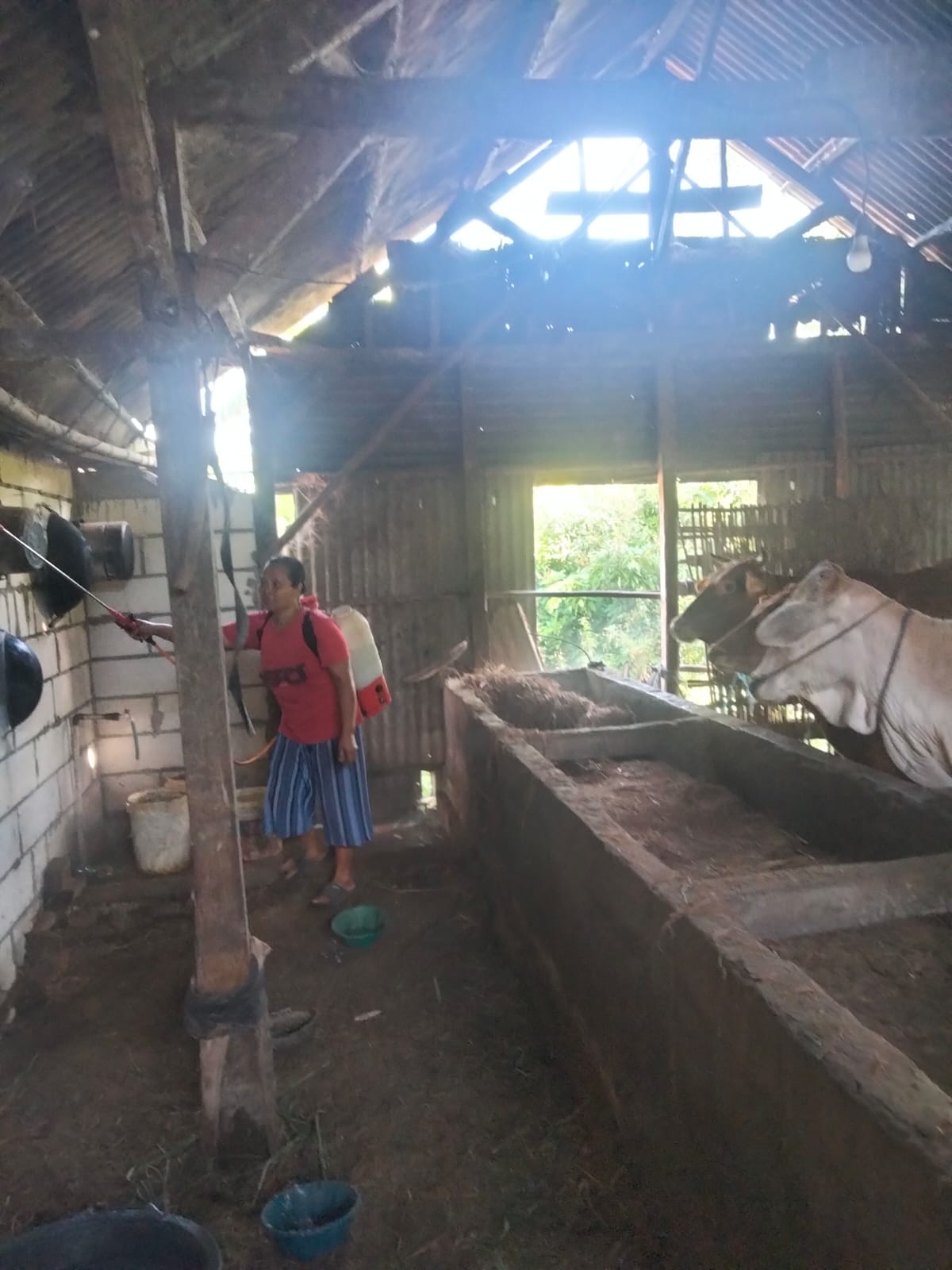 Penyemprotan serentak disinfektan di kandang ternak se – Desa Dander