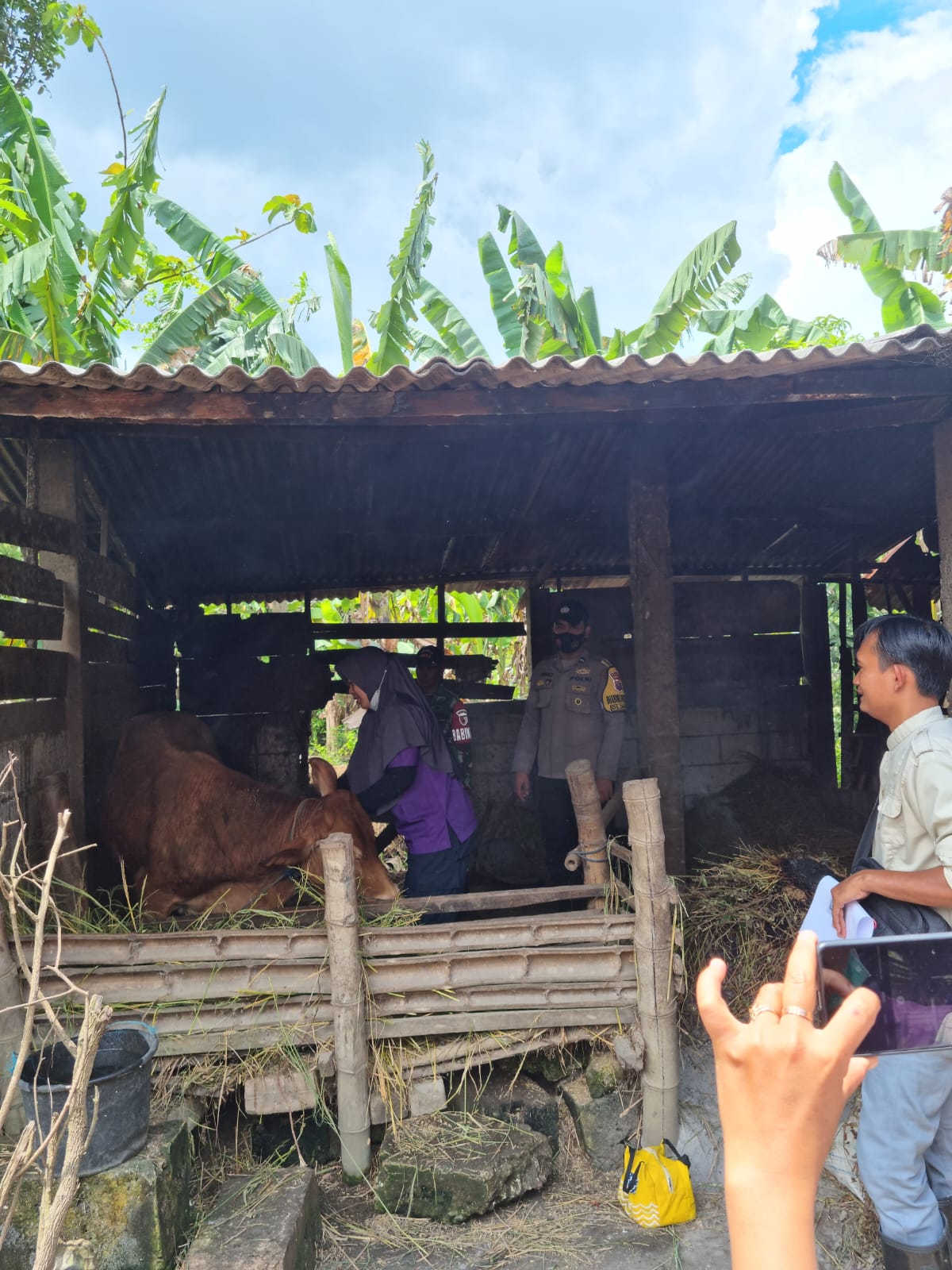 Vaksinasi Serentak Hewan Ternak Di Desa Dander